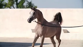 Zeena Al Shaqab