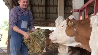 Domaćine kako radiš 15.05.2024. Kovilj, Stojnik, mlečno govedarstvo