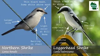 ID Tips: Loggerhead Shrike vs. Northern Shrike