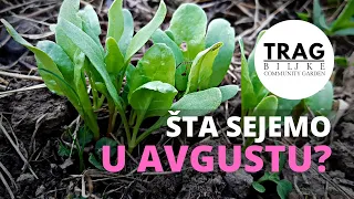 WHAT WE SOW IN AUGUST (2021) [PLANT TRACE]