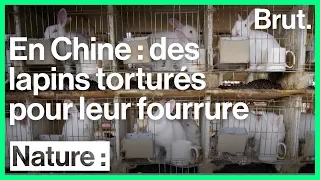 Cash Investigation : des lapins torturés pour leur fourrure en Chine