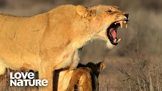 Lionesses Seduce Rival Male Lions to Protect their Cubs | Love Nature