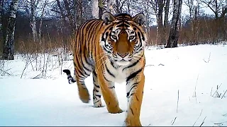 Siberian Tiger Kill | Operation Snow Tiger | BBC Earth