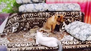 Домашняя лиса Ляля/ Pet fox Lyalya & cat playing