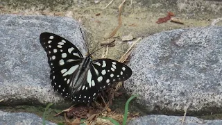 나비 /나의하루는기적입니다노래로김옥춘글뺏기집단괴롭힘금지.김옥춘죽은후에도금지.언더우드의기도해바라기연가고마운당신좋은글중에서모출마선언문인생이란가만히스스로를안아책