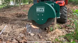 Grinding two stumps into oblivion with my new Woodland Mills WG24 stump grinder.