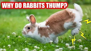 Why do Rabbits Thump?