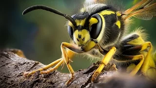 Как лечить укус осы или пчелы