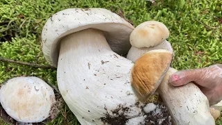หัวใจเต้นรัวเจอแบบนี้จะเป็นลม#เห็ดเผิ้งหวานดอกยักษ์#ขาวจั๊ว. Picking porcini mushrooms.22/8/22.