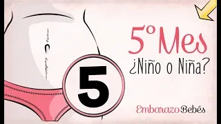 MES 5 | Quinto mes de #embarazo | Semana a semana