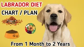 Labrador diet chart | Labrador puppy diet plan | in hindi | dog diet plan