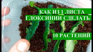 Размножение глоксинии, как из 1 листа сделать 10 новых глоксиний, укоренение листа глоксинии