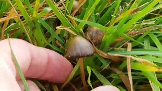 How to find and Identify Liberty cap mushrooms (psilocybe semilanceata)