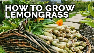 How to Grow Lemongrass and Propagate it FOREVER