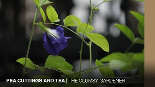 Butterfly pea propagation and harvesting flowers for tea | THE CLUMSY GARDENER