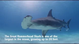 Sharkbanz Hammerhead Test Demonstration with Baited Bernie on his Surfboard