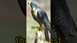 Top 3 Fastest Birds in the World #ytshorts #shorts #top3 #birds