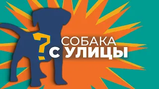 Чего ждать от СОБАК С УЛИЦЫ, ИЗ ПРИЮТА 🐾 Метис, дворняжка, беспородная, плюсы и минусы, дрессировка📚