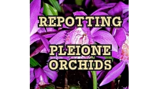 ORCHID CARE: HOW TO DIVIDE AND RE POT PLEIONE ORCHIDS & CYPRIPEDIUM ORCHID WINTER UPDATE