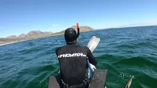 Spearfishing yellowtail while sailing homemade craft Cape Town South Africa