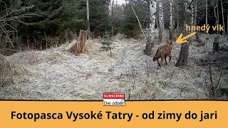 🎥 Fotopasca Vysoké Tatry 🏔  Od zimy do jari 🐺🦌🐗 Vlci, jelene, diviaky, medveď 🐻