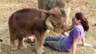 Baby Elephant Searches for Girl's Nose