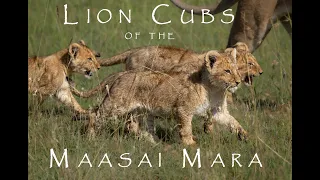 Lion Cubs of the Maasai Mara