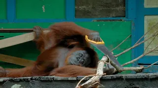 Funny Orangutan Learns to Saw Wood! | Spy In The Wild | BBC Earth Kids