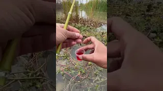 unique fishing trick with liquid fishing #shorts #liquidfishing #gloster #gooster #dmpt #carp