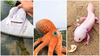 wOw Amazing! Catching Seafood's 🦐🦀 Deep Sea Octopus Catch Crab, Catch Fish / P103
