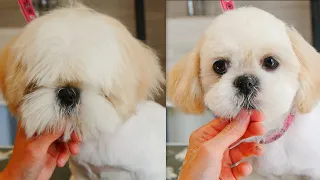 My Favourite Head Grooming - Shih Tzu Puppy