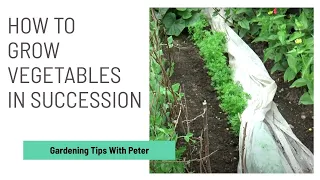 How to Grow Vegetables in Succession  | Garden Ideas | Peter Seabrook