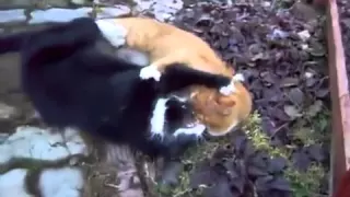 Жестокие драки котов. Cruel fight of cats .