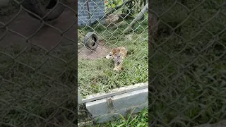 Selva viva tarapoto parte 2