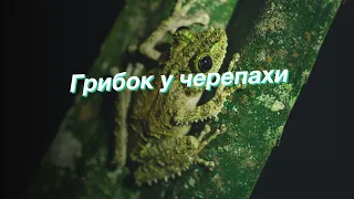 Грибок у черепахи