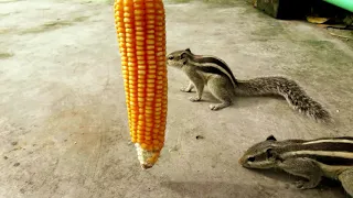 Amazing Squirrels Eating Corn - Relaxing 2 Hour Video for Cats to Watch