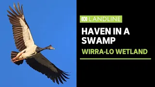 These farmers built a wildlife haven in a swamp | Landline | ABC News