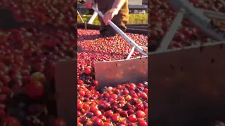 How billions of cranberries are harvested every year #shorts