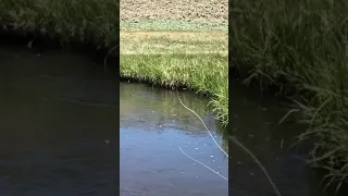 Fremont River Guides Fly fishing Utah