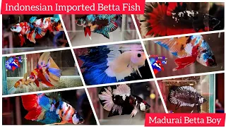 Unique Variety Indonesian Betta Fish | First time in india | Madurai Betta Boy 🙏