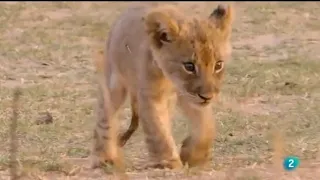 Este bebé león tiene una voluntad de supervivencia impresionante - documental de animales