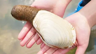 The huge elephant clam is lying in the sand, and the octopus is crazy about the goods.