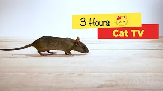 CAT TV - Mouse for cats to watch (3 HOURS)