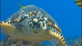 #морскиеживотные #океан Морские обитатели морей и океанов | animals of the seas and oceans