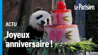 Zoo de Beauval : les jumelles pandas fêtent leur 1 an