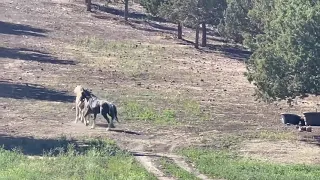 Blue Zeus & Hermes returned to freedom at Skydog Sanctuary