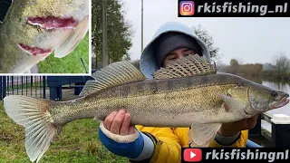 DOOR WAT IS DEZE SNOEKBAARS AANGEVALLEN? //snoek en snoekbaars vissen met shads