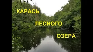 Карась лесного озера.  Рыбалка на поплавок.  Карась на поплавок.  Рыбалка на лесном озере