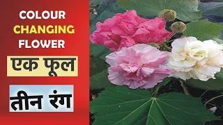 wholesale and retail land lotus plant kolkata nursery ☘️ 9038556677