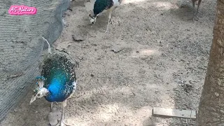 Visit the peacocks together #cambodia #siemreap #peacock #birds